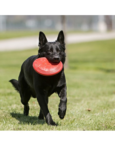 KONG Flyer Frisbee S pre psa
