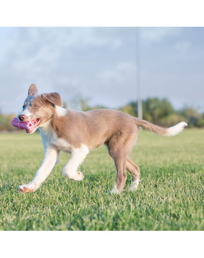 KONG Puppy Teething Stick L dentálné hryzátko pre šteniatka