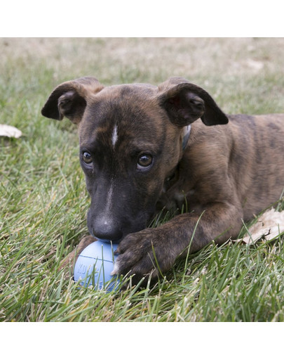 KONG Puppy Ball S kula na maškrty pre šteniatka