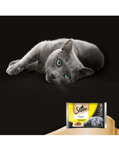 SHEBA Delicacy in Jelly Hydinové príchute 4x85g 3+1 ZADARMO