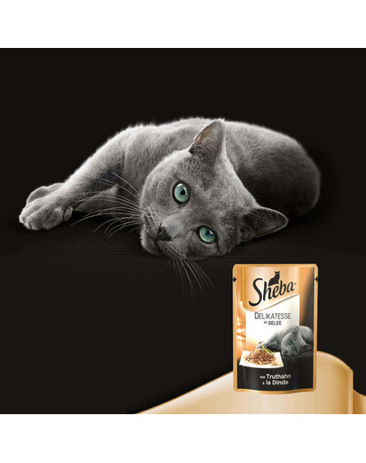 SHEBA Delikato kapsička pre mačky morčacie v želé 85 g