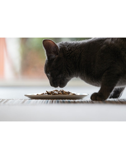 ZIWIPEAK Cat Venison 400 g
