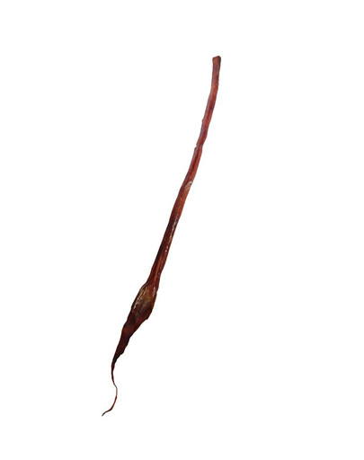 MACED Penis hovädzí celý 70 cm