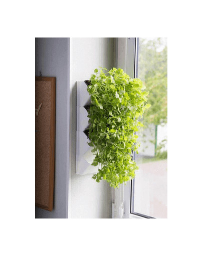 AQUAEL Versa Garden Herbs na stenu