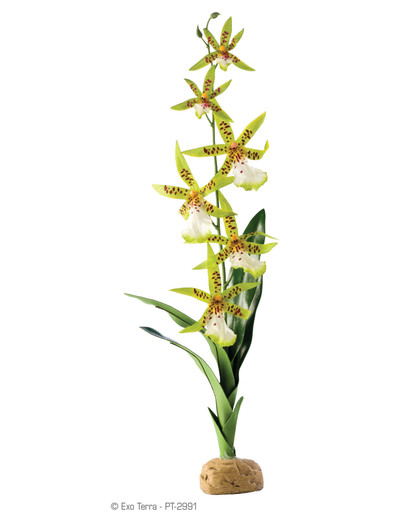 ExoTerra Umelá rastlina - Orchidea Spider Orchid