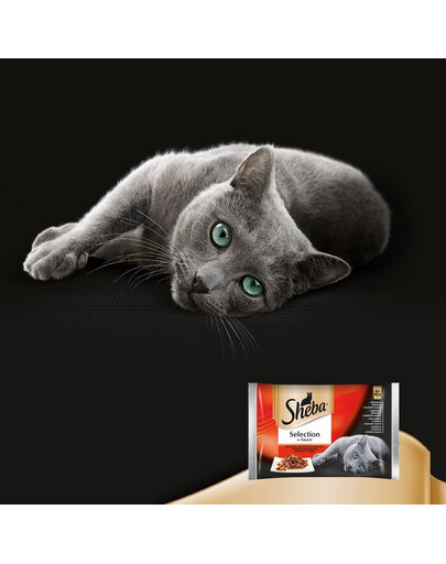SHEBA Selection in Sauce šťavnaté príchute 12 x 85 g