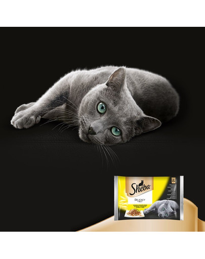 SHEBA Delicacy in Jelly Hydinové príchute 12 x 85g