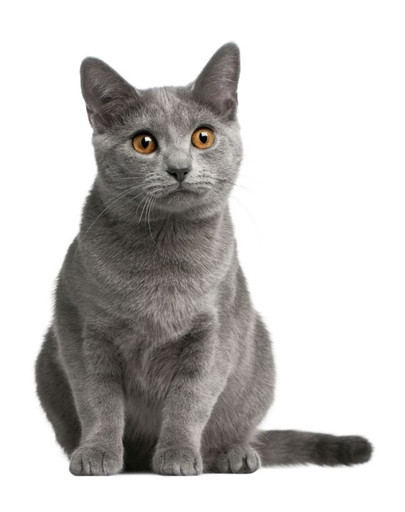 FITMIN cat for life pouch adult chicken 85 g