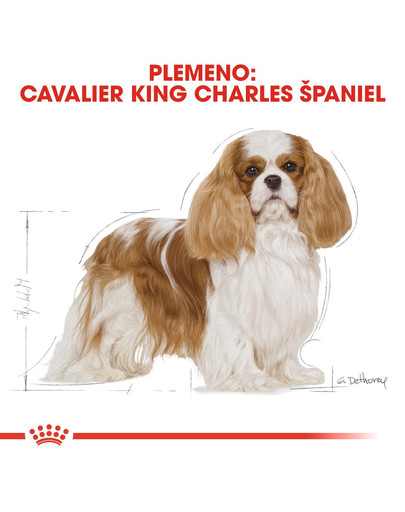 ROYAL CANIN Cavalier King Charles Adult 1,5 kg granule pre dospelého gavalier španiela