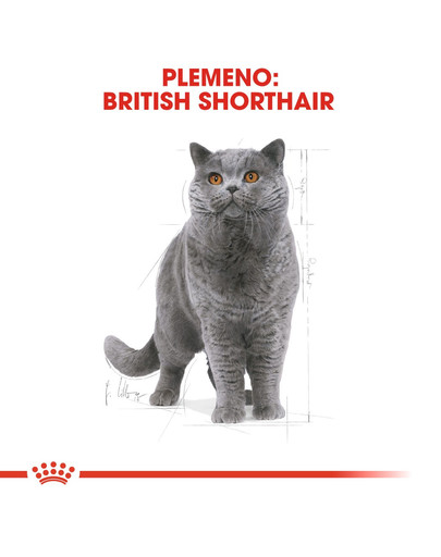 ROYAL CANIN British Shorthair Adult 2kg granule pre britské krátkosrsté mačky