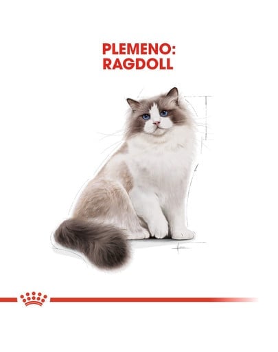 ROYAL CANIN Ragdoll Adult 10kg granule pre ragdoll mačky