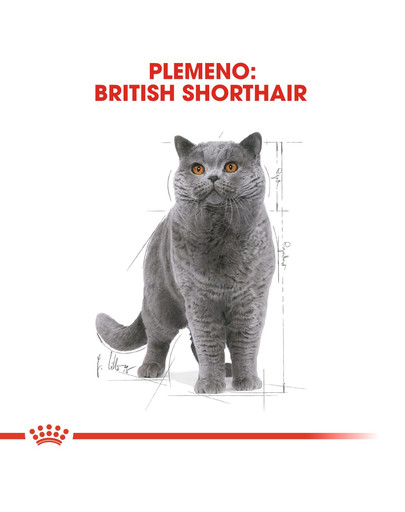 ROYAL CANIN British Shorthair Gravy 12x85g kapsička pre britské krátkosrsté mačky v šťave