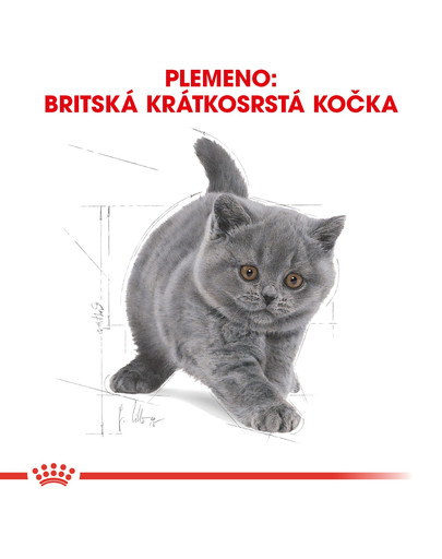 ROYAL CANIN British Shorthair Kitten 10kg granule pre britské krátkosrsté mačiatka