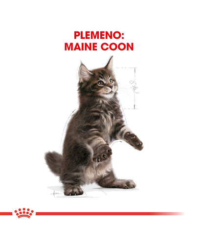 ROYAL CANIN Maine Coon Kitten 2 kg granule pre mainské mývalie mačiatka