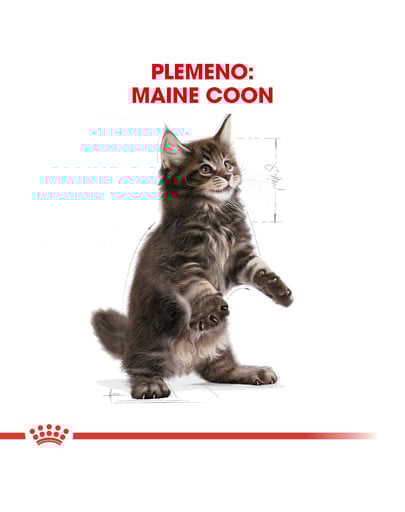 ROYAL CANIN Maine Coon Kitten 10kg granule pre mainské mývalie mačiatka