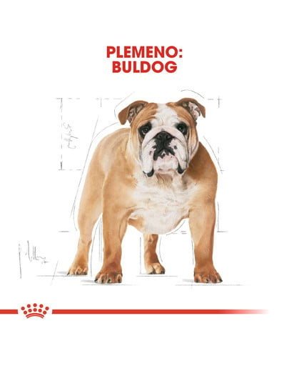 ROYAL CANIN Bulldog Adul 3kg granule pre dospelého buldoga