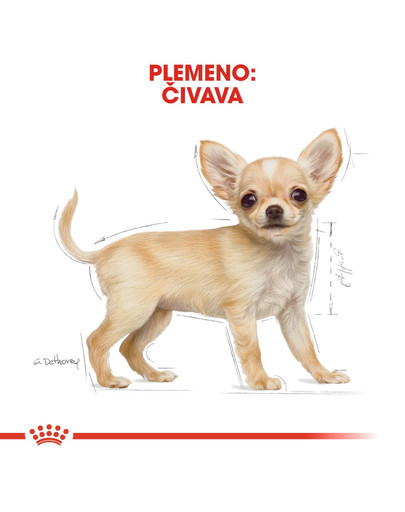 ROYAL CANIN Chihuahua Puppy 500g granule pre šteňa čivavy