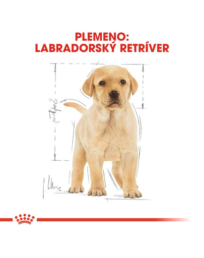 ROYAL CANIN Labrador Puppy 12 kg granule pre šteňa labradora