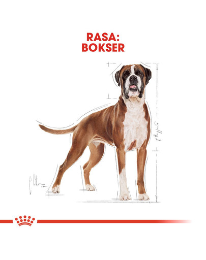 ROYAL CANIN Boxer Adult 3 kg granule pre dospelého boxera