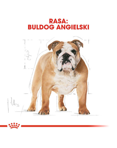 ROYAL CANIN French Bulldog Adult 3kg granule pre dospelého francúzskeho buldočka