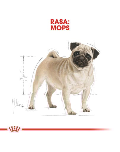 ROYAL CANIN Pug adult suché krmivo pre dospelých psov plemena mops 3 kg
