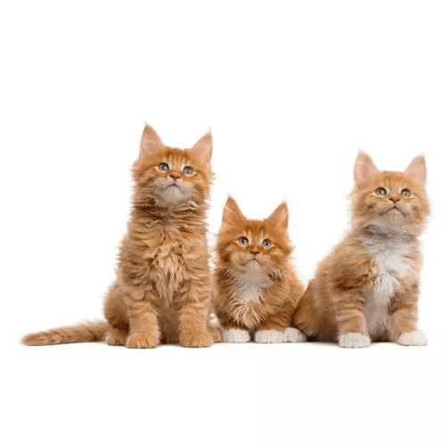 Krmivo pre mačky podľa životnej fázy
