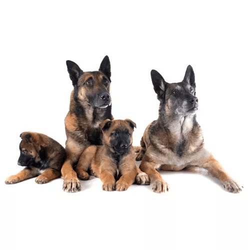 Krmivo pre psov: rozdelenie podľa veku psa