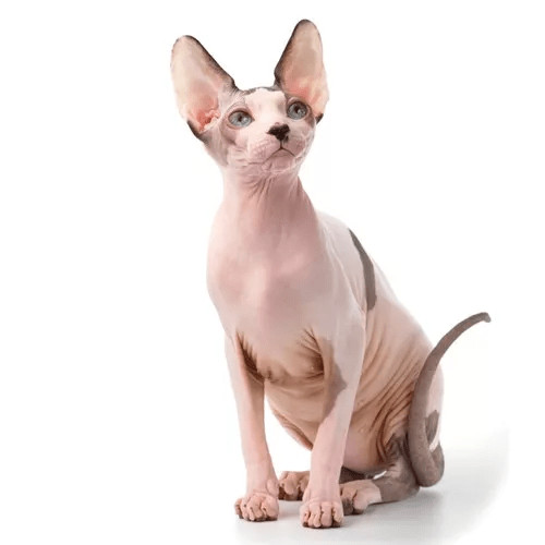 Krmivo pre sphynx mačky