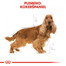 ROYAL CANIN Cocker adult 2 x 12 kg granule pre dospelého kokeršpaniela