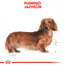 ROYAL CANIN Dachshund Adult 7,5 kg granule pre dospelého jazvečíka