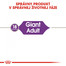 ROYAL CANIN Giant adult 4 kg granuly pre dospelé obrie psy