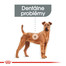 ROYAL CANIN Medium dental care 10 kg
