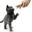 APPLAWS Cat Treat 8 x 7 g tuniak