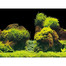 AQUA NOVA Obojstranné pozadie akvária S 60x30cm, skaly / rastliny
