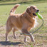 KONG Airdog Fetch Stick with Rope L Tyč na hádzanie pre