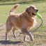 KONG Airdog Fetch Stick with Rope M hračka na aportovanie plávajúca