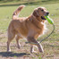 KONG Airdog Fetch Stick with Rope M hračka na aportovanie plávajúca