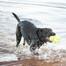 KONG Airdog L Squeaker Football lopta pre psa