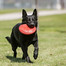 KONG Flyer Frisbee S pre psa