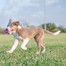 KONG Puppy Teething Stick L dentálné hryzátko pre šteniatka