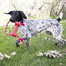 KONG Goodie Bone with Rope M hračka pre psa
