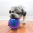 KONG Hopz Ball S hračka na maškrty pre psa