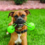 KONG Squeezz Ball with Rope L lopta pre psa s rukoväťou