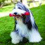 KONG Squeezz® Stick L