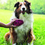 KONG Zoom Groom  Kefa pre psov L