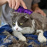 KONG Kefa Cat ZoomGroom na masáže aj česanie mačky