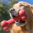 KONG Goodie Bone hračka pre psov gumová kosť S 13,5cm