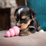 KONG Puppy XS hryzátko na maškrty pre šteniatka