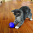 KONG Cat Treat Dispensing Ball lopta na maškrty pre mačky