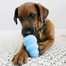 KONG Snacks Puppy sušienky o príchuťou kura s ryžou pre šteniatka g